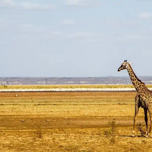 LAKE MANYARA NATIONAL PARK