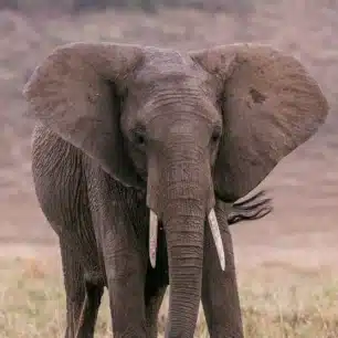 MERU NATIONAL PARK