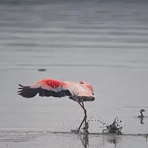 Lake Nakuru National Park