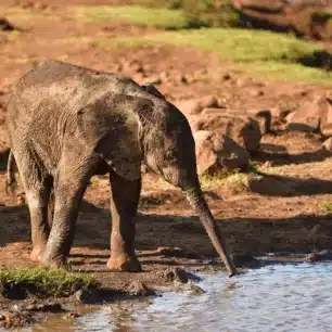 Lewa Wildlife Conservancy