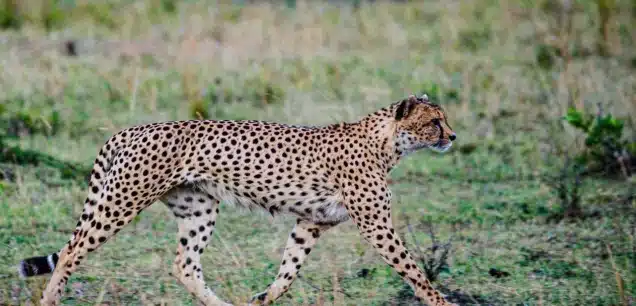 NABOISHO CONSERVANCY