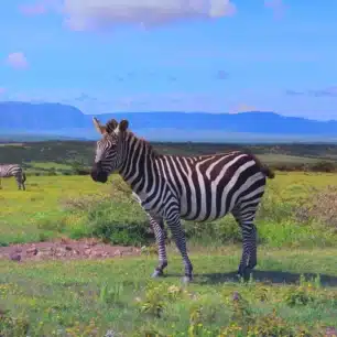 NGORONGORO CRATER