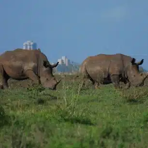 NAIROBI NATIONAL PARK