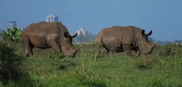 NAIROBI NATIONAL PARK