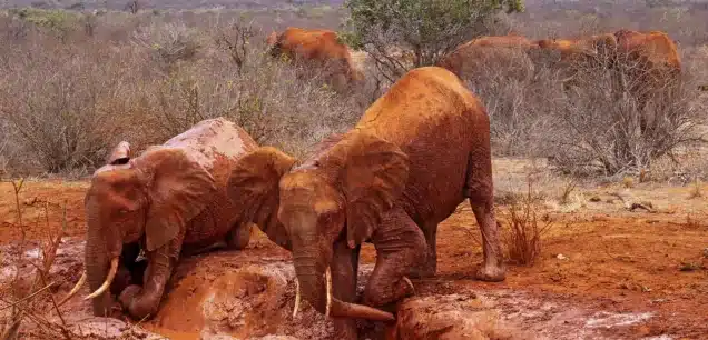 TsaVo East National Park