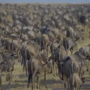 South Serengeti- Ndutu
