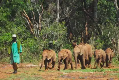 A Great Cause in Nairobi: David Sheldrick Elephant Center